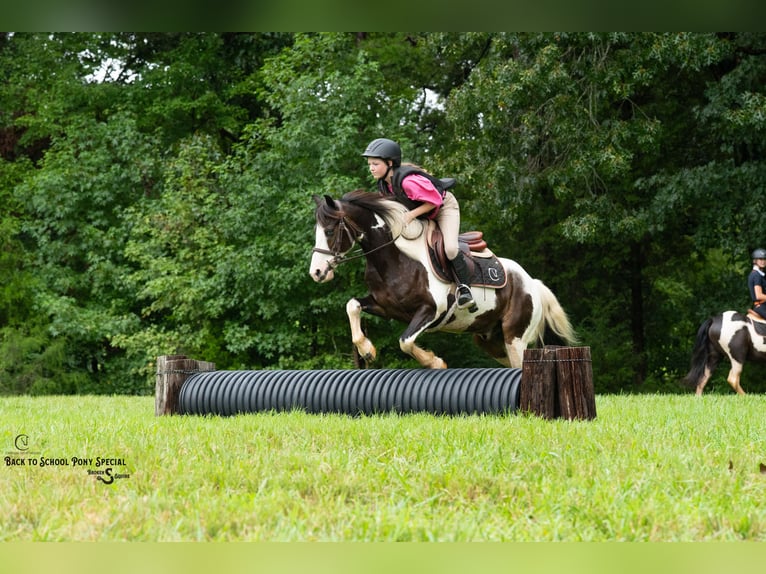 Quarter Pony Wallach 11 Jahre 132 cm Schecke in Clover