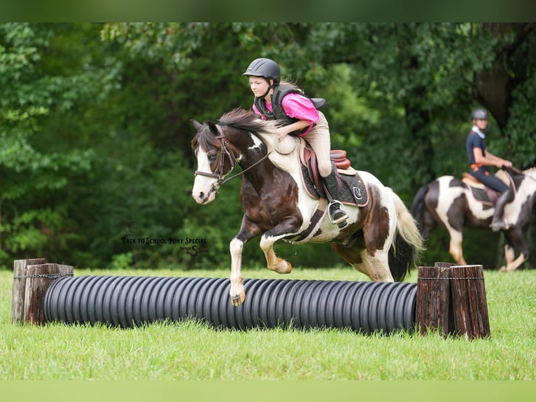 Quarter Pony Wallach 11 Jahre 132 cm Schecke in Clover