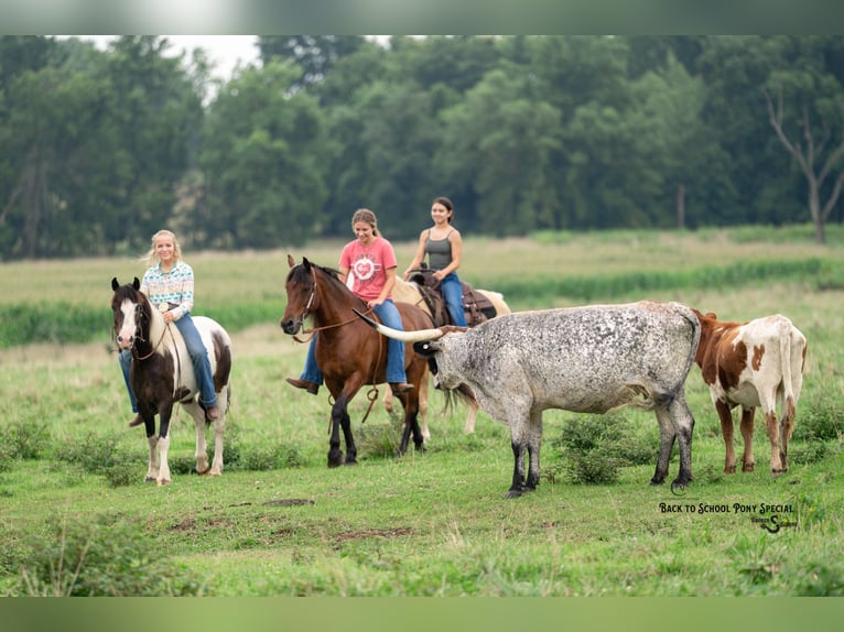 Quarter Pony Wallach 11 Jahre 132 cm Schecke in Clover