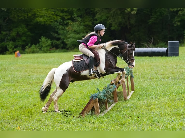 Quarter Pony Wallach 11 Jahre 132 cm Schecke in Clover