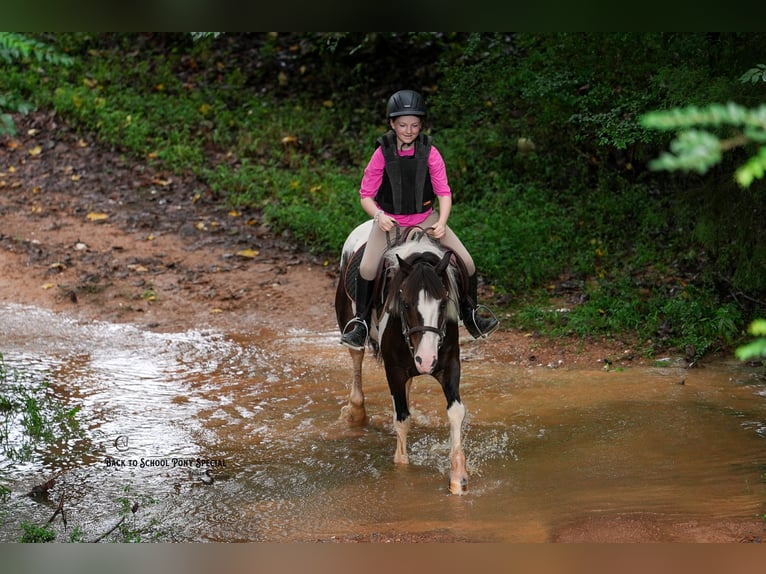 Quarter Pony Wallach 11 Jahre 132 cm Schecke in Clover
