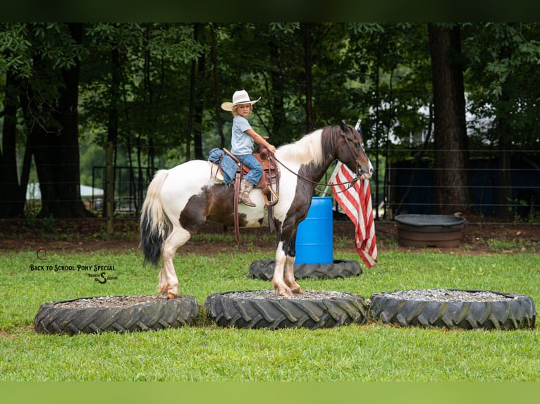 Quarter Pony Wallach 11 Jahre 132 cm Schecke in Clover
