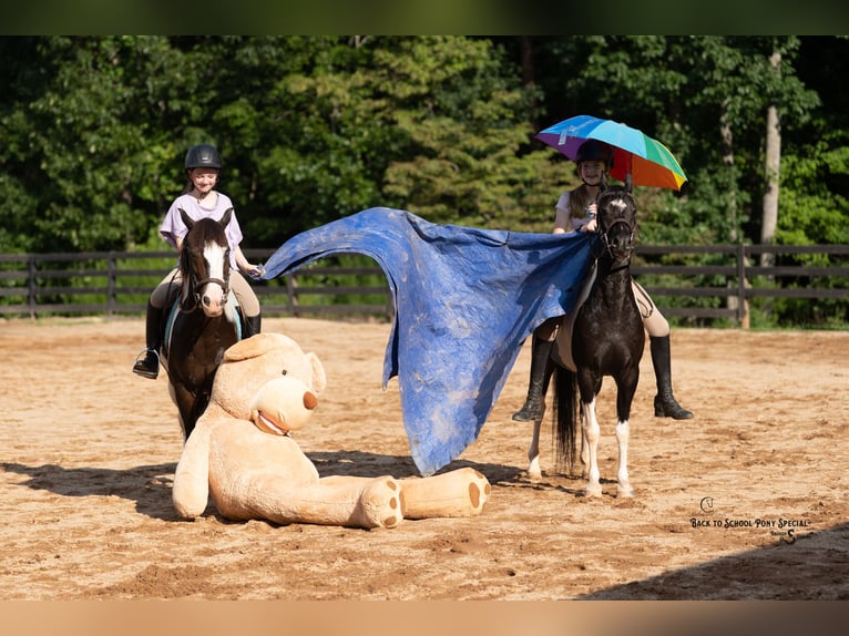 Quarter Pony Wallach 11 Jahre 132 cm Schecke in Clover