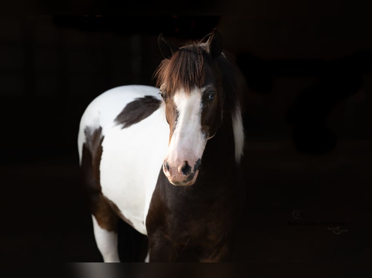 Quarter Pony Wallach 11 Jahre 132 cm Schecke in Clover