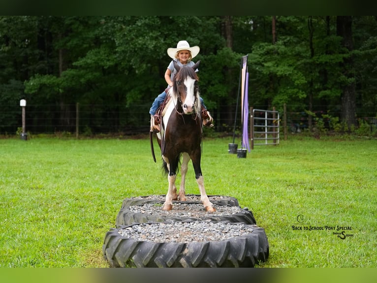 Quarter Pony Wallach 11 Jahre 132 cm Schecke in Clover
