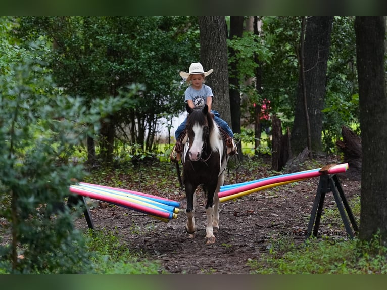 Quarter Pony Wallach 11 Jahre 132 cm Schecke in Clover