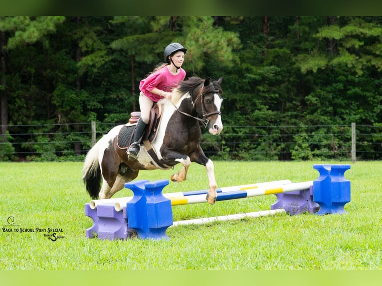 Quarter Pony Wallach 11 Jahre 132 cm Schecke in Clover