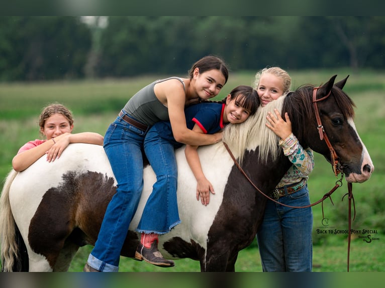 Quarter Pony Wallach 11 Jahre 132 cm Schecke in Clover