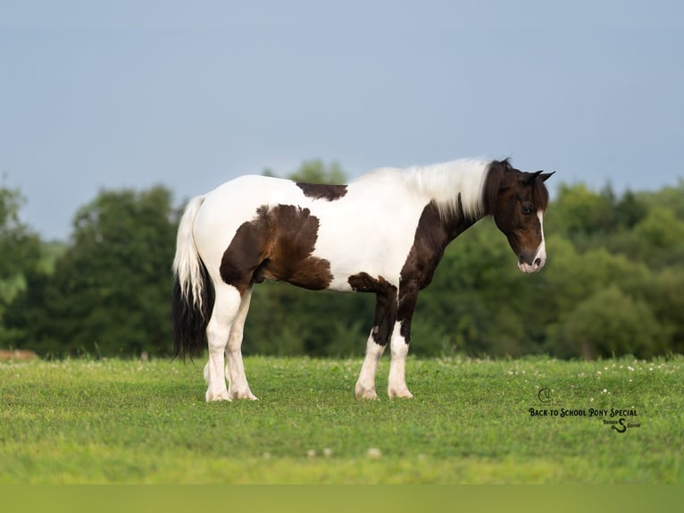 Quarter Pony Wallach 11 Jahre 132 cm Schecke in Clover