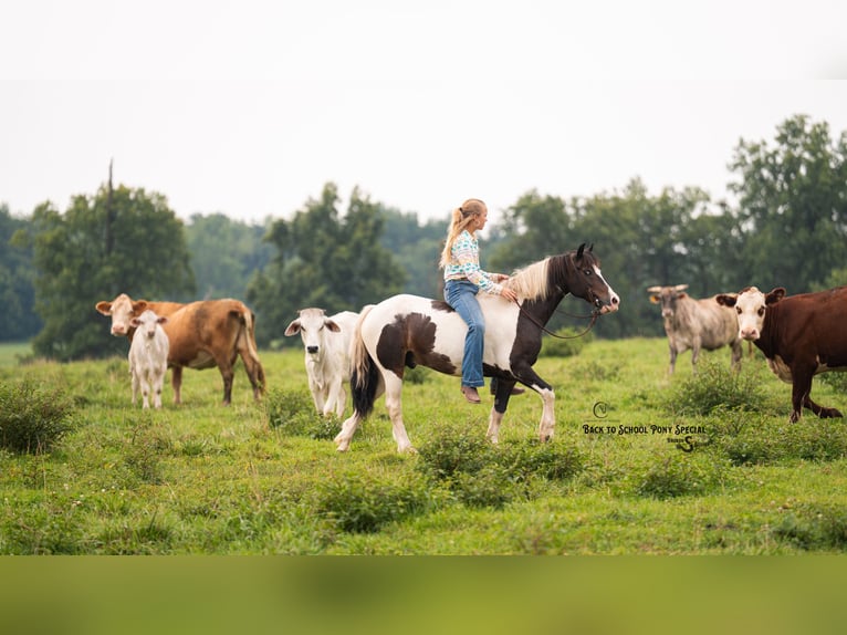 Quarter Pony Wallach 11 Jahre 132 cm Schecke in Clover