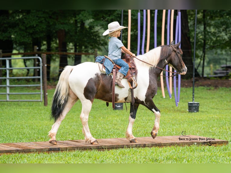 Quarter Pony Wallach 11 Jahre 132 cm Schecke in Clover