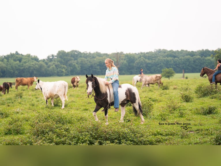 Quarter Pony Wallach 11 Jahre 132 cm Schecke in Clover