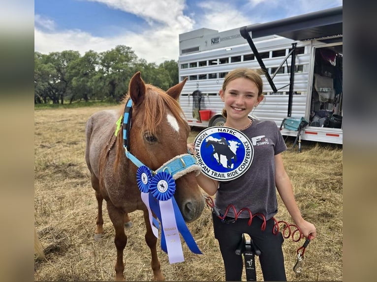 Quarter Pony Wallach 11 Jahre 135 cm Roan-Red in Weatherford
