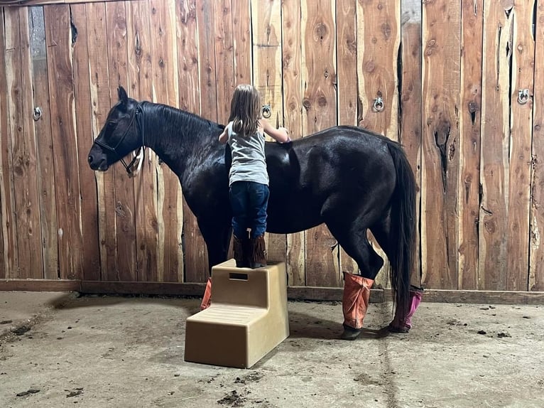 Quarter Pony Wallach 11 Jahre 137 cm Rappe in Valley Springs, SD