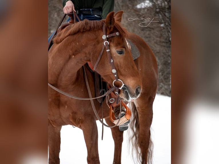 Quarter Pony Wallach 11 Jahre 143 cm Fuchs in Breitenfurt bei Wien