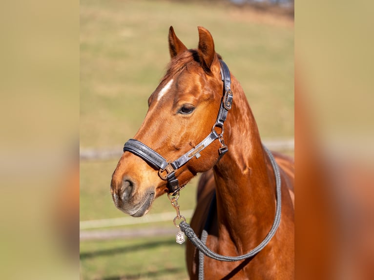Quarter Pony Wallach 11 Jahre 143 cm Fuchs in Breitenfurt bei Wien