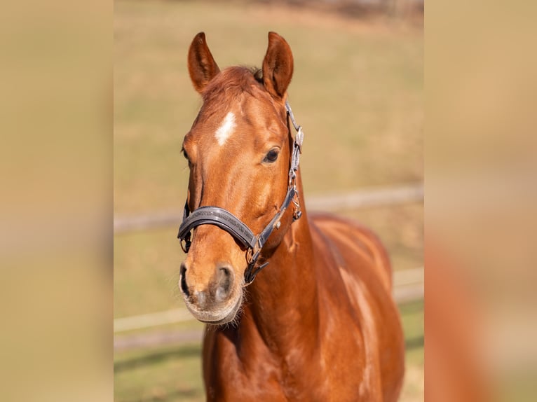 Quarter Pony Wallach 11 Jahre 143 cm Fuchs in Breitenfurt bei Wien