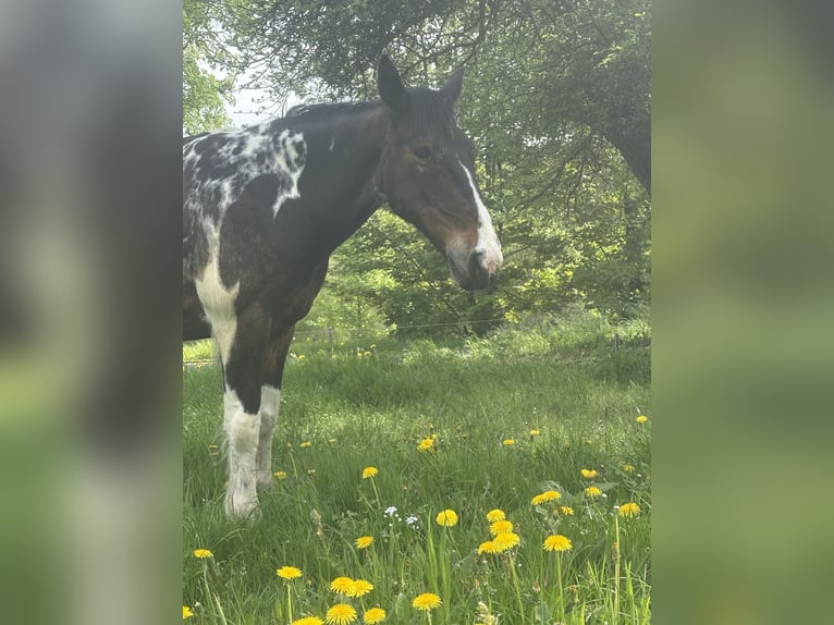Quarter Pony Mix Wallach 11 Jahre 147 cm Schecke in IserlohnIserlohn