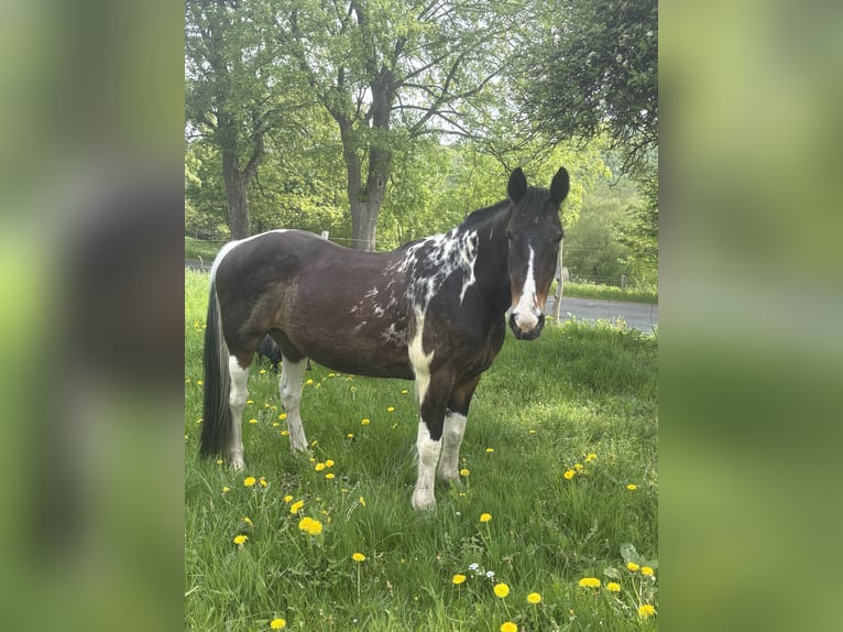 Quarter Pony Mix Wallach 11 Jahre 147 cm Schecke in IserlohnIserlohn