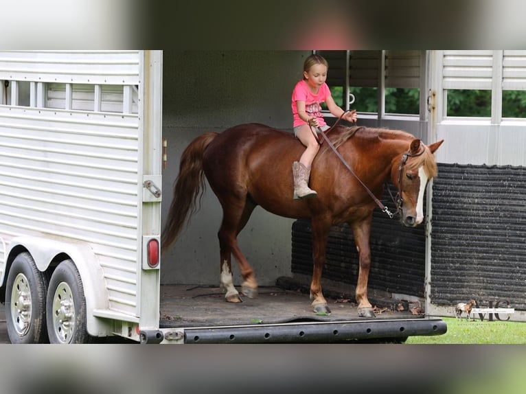 Quarter Pony Wallach 11 Jahre Dunkelfuchs in North Bloomfield
