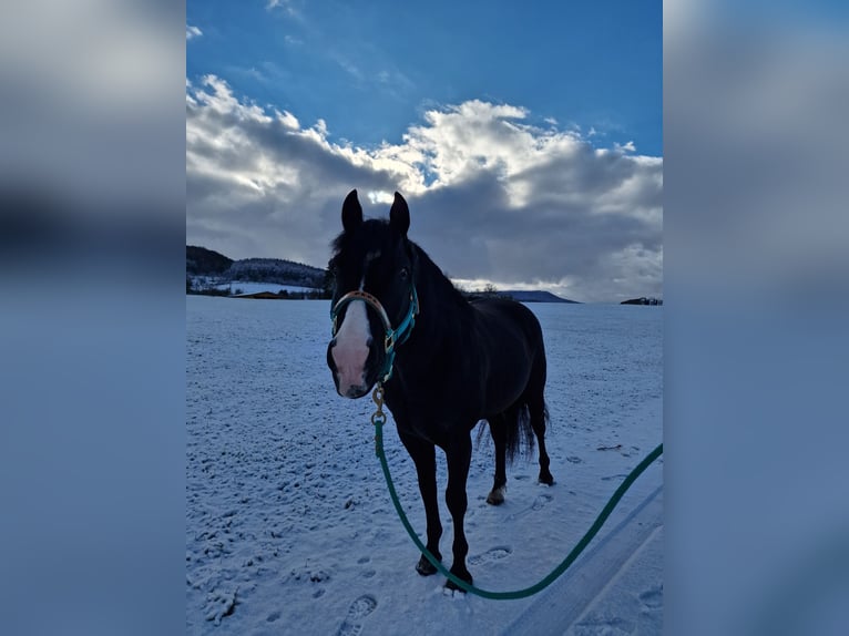 Quarter Pony Mix Wallach 11 Jahre Rappe in Metzingen