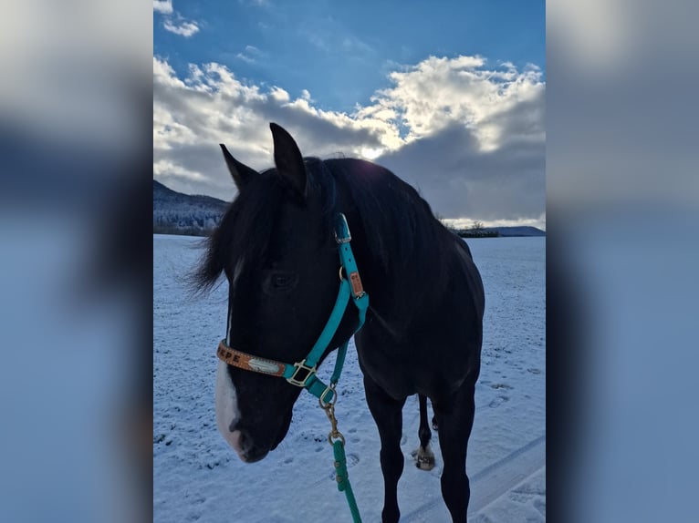 Quarter Pony Mix Wallach 11 Jahre Rappe in Metzingen