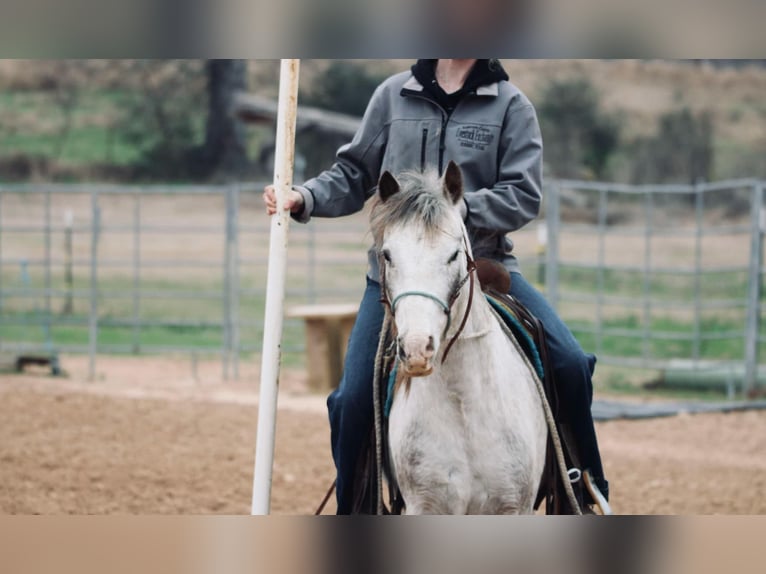 Quarter Pony Wallach 12 Jahre 122 cm in Carthage, TX