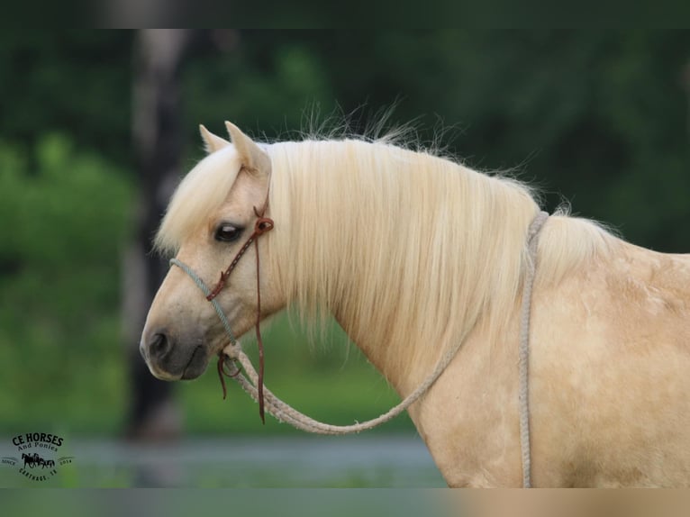 Quarter Pony Wallach 12 Jahre 127 cm Palomino in Carthage, TX