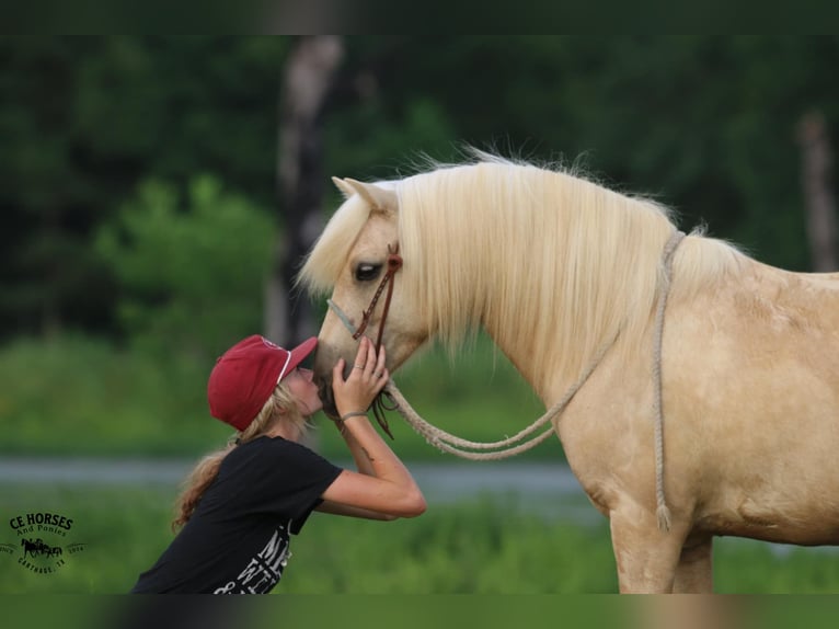 Quarter Pony Wallach 12 Jahre 127 cm Palomino in Carthage, TX
