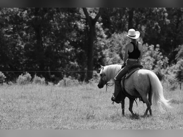Quarter Pony Wallach 12 Jahre 127 cm Palomino in Carthage, TX