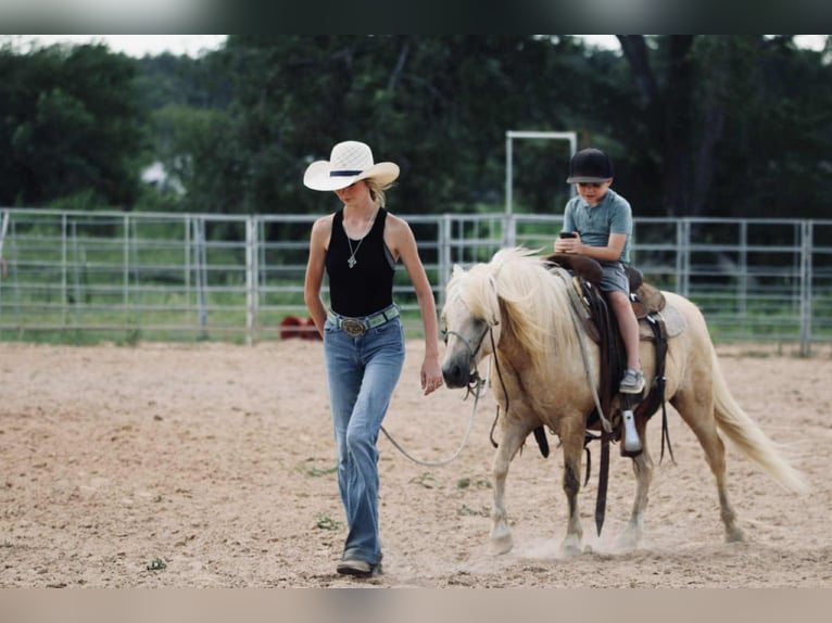 Quarter Pony Wallach 12 Jahre 127 cm Palomino in Carthage, TX