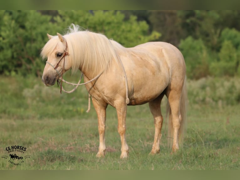 Quarter Pony Wallach 12 Jahre 127 cm Palomino in Carthage, TX