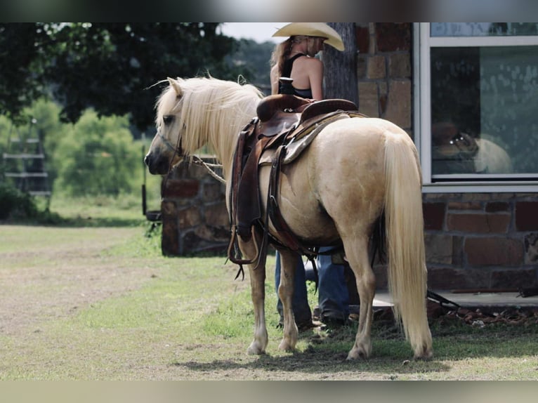 Quarter Pony Wallach 12 Jahre 127 cm Palomino in Carthage, TX
