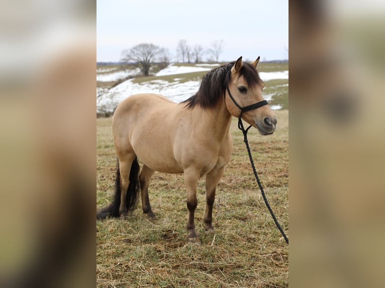 Quarter Pony Wallach 12 Jahre 135 cm Buckskin in Wallingford