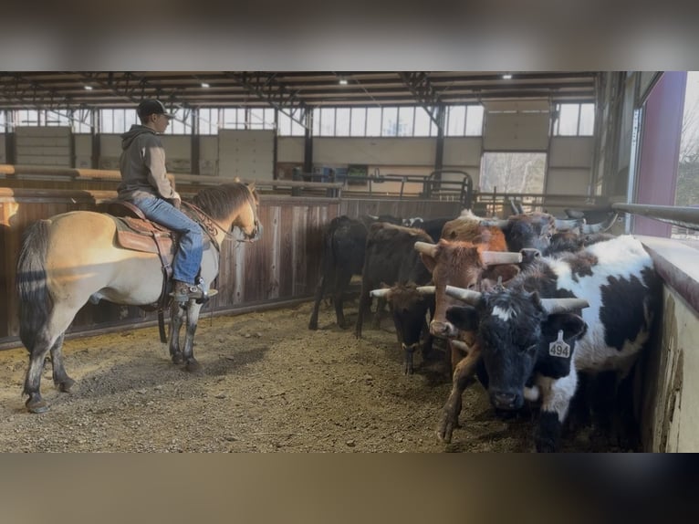 Quarter Pony Wallach 12 Jahre 135 cm Buckskin in Wallingford