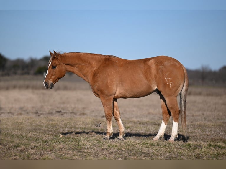 Quarter Pony Wallach 12 Jahre 142 cm Falbe in Waco
