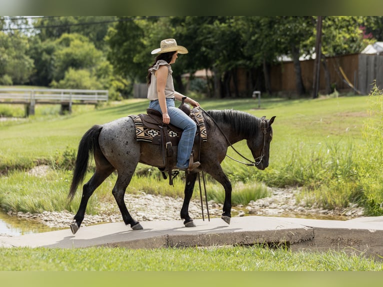 Quarter Pony Wallach 12 Jahre 142 cm Roan-Blue in Joshua, TX
