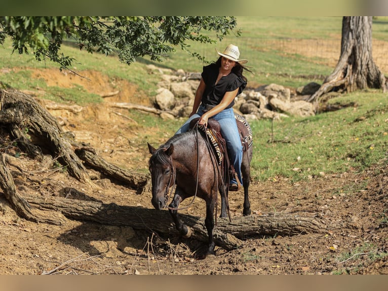 Quarter Pony Wallach 12 Jahre 142 cm Roan-Blue in Joshua, TX