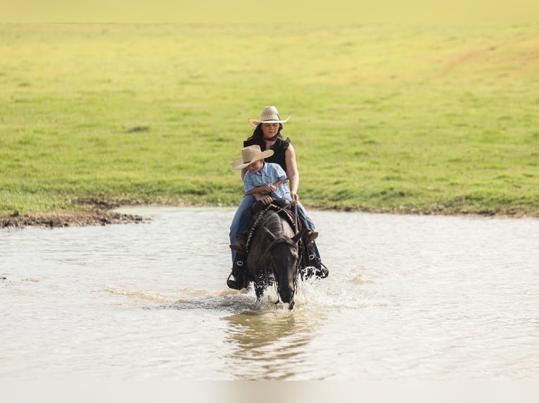Quarter Pony Wallach 12 Jahre 142 cm Roan-Blue in Joshua, TX