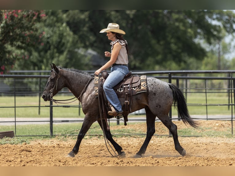 Quarter Pony Wallach 12 Jahre 142 cm Roan-Blue in Joshua, TX