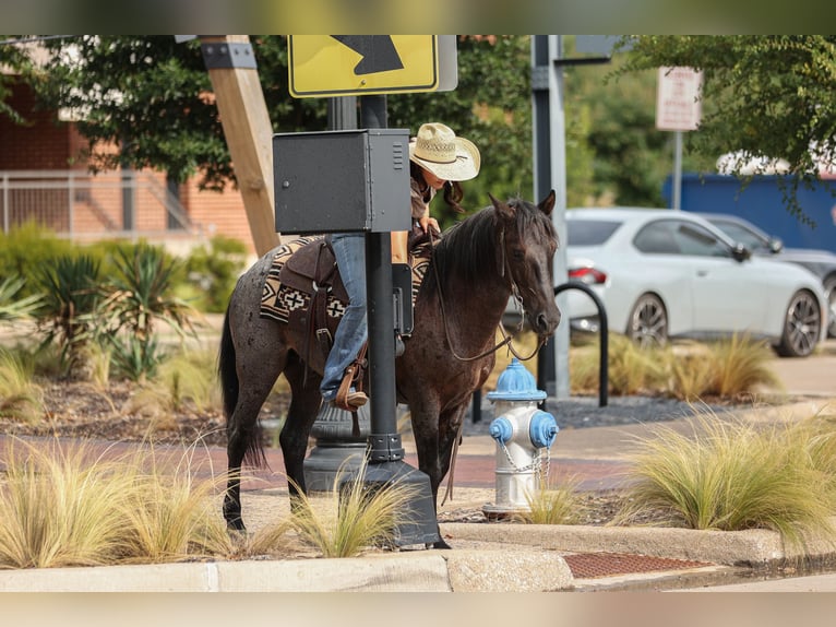 Quarter Pony Wallach 12 Jahre 142 cm Roan-Blue in Joshua, TX