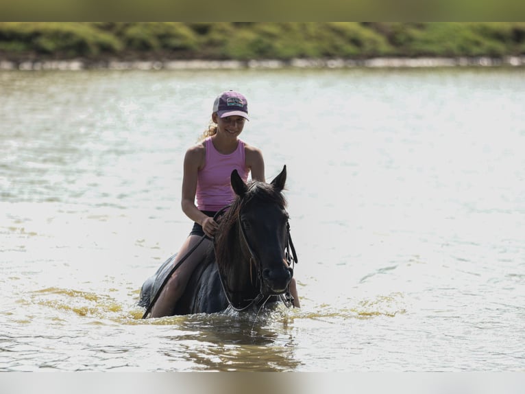 Quarter Pony Wallach 12 Jahre 142 cm Roan-Blue in Joshua, TX