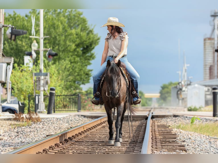 Quarter Pony Wallach 12 Jahre 142 cm Roan-Blue in Joshua, TX