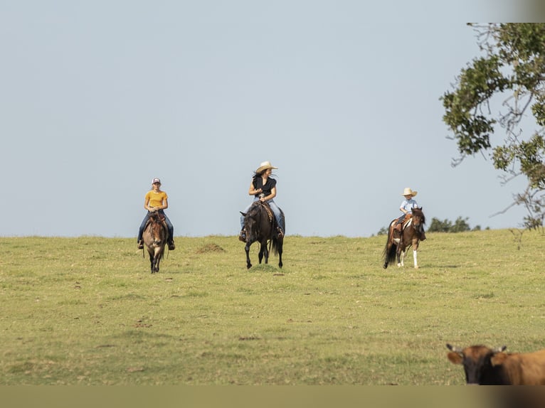 Quarter Pony Wallach 12 Jahre 142 cm Roan-Blue in Joshua, TX