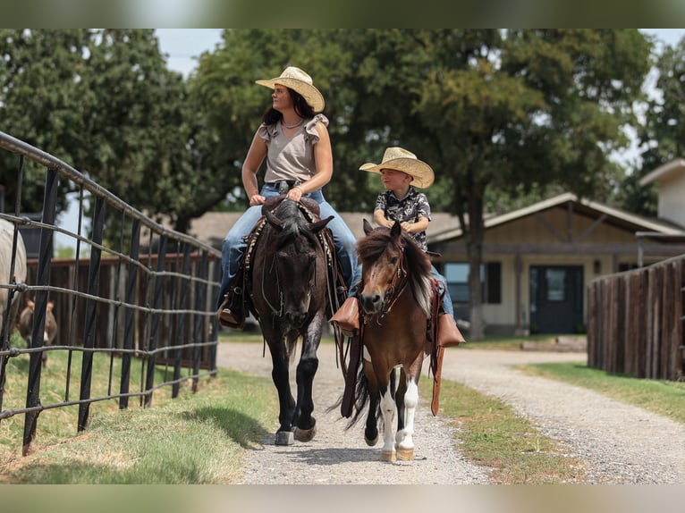 Quarter Pony Wallach 12 Jahre 142 cm Roan-Blue in Joshua, TX