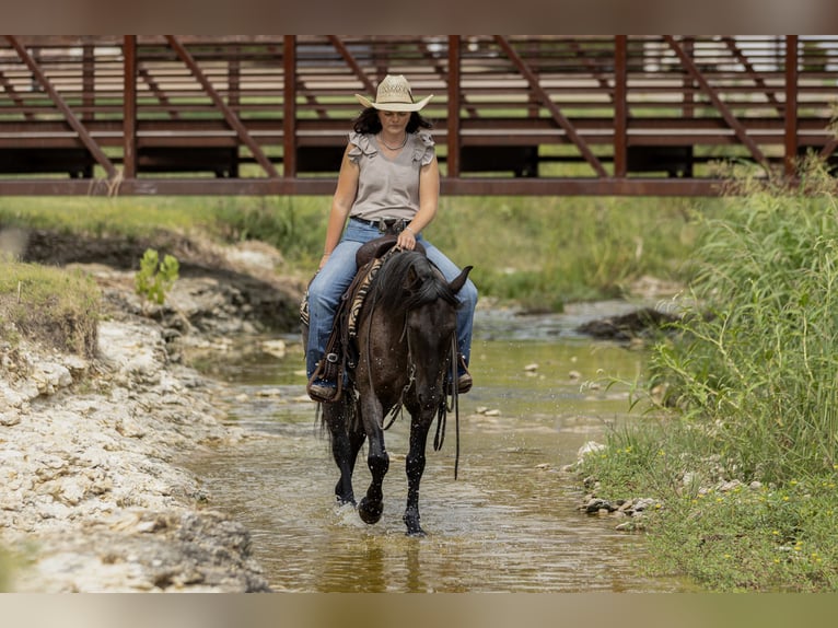 Quarter Pony Wallach 12 Jahre 142 cm Roan-Blue in Joshua, TX