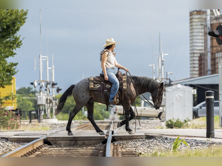 Quarter Pony Wallach 12 Jahre 142 cm Roan-Blue in Joshua, TX