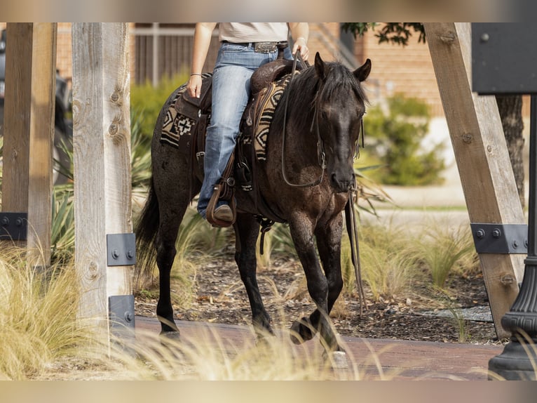 Quarter Pony Wallach 12 Jahre 142 cm Roan-Blue in Joshua, TX