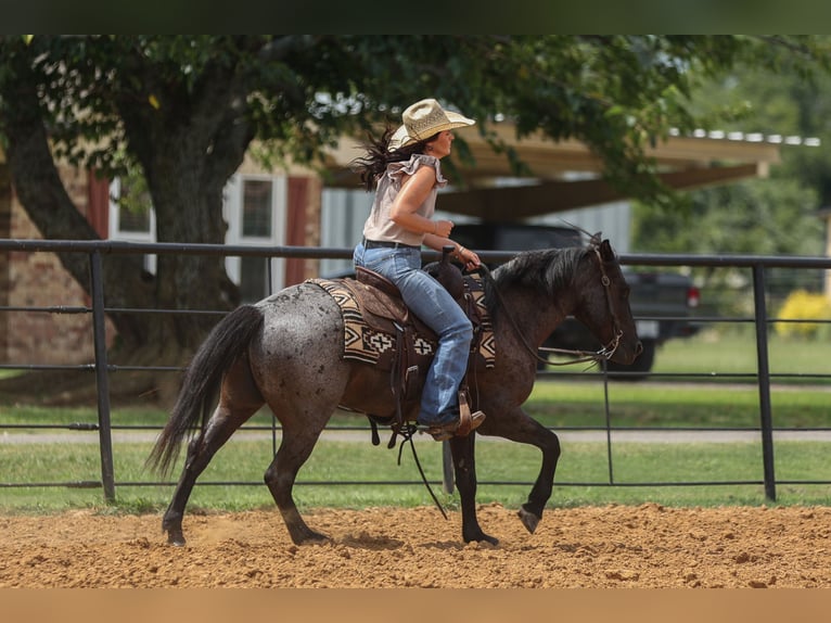 Quarter Pony Wallach 12 Jahre 142 cm Roan-Blue in Joshua, TX