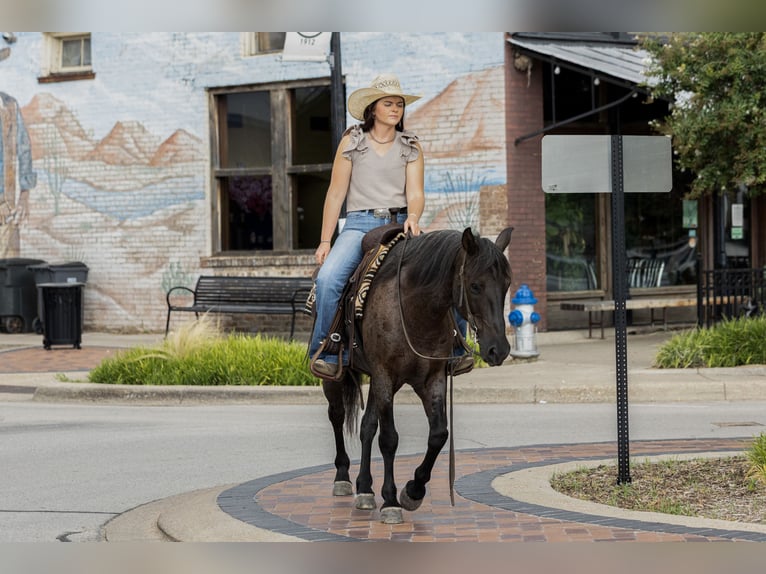 Quarter Pony Wallach 12 Jahre 142 cm Roan-Blue in Joshua, TX